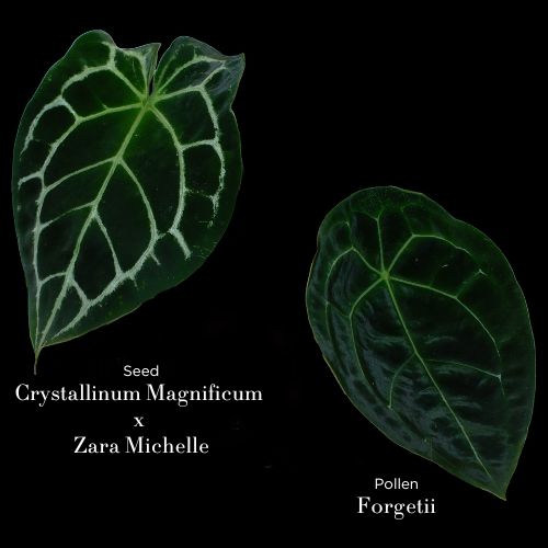 Rare Anthurium Hybrid : (CM x ZM) x Forgetii Cross