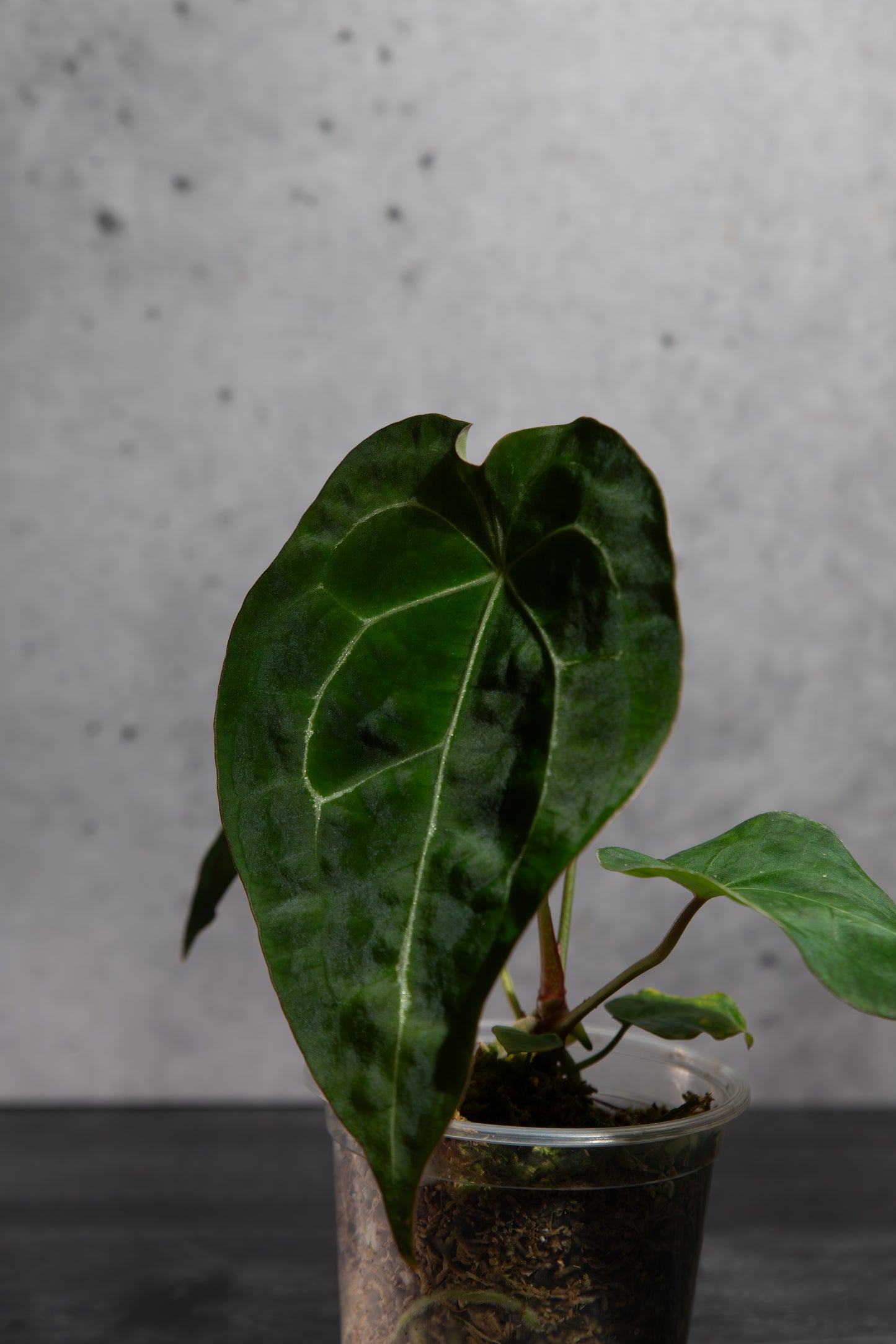 Growers Choice- Rare Anthurium Hybrid : (CM x ZM) x Forgetii Cross