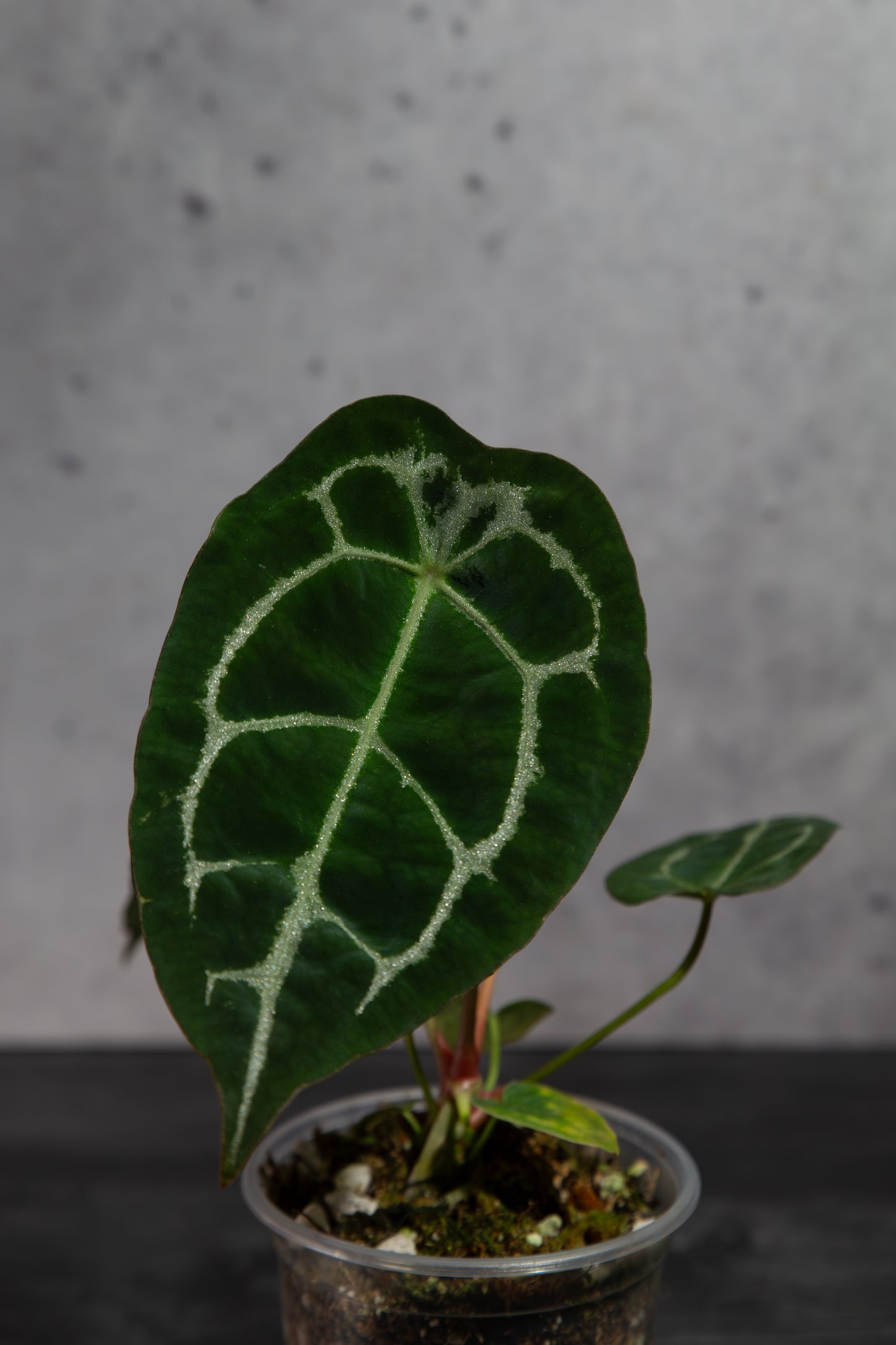 Rare Anthurium Hybrid : (CM x ZM) x Forgetii Cross