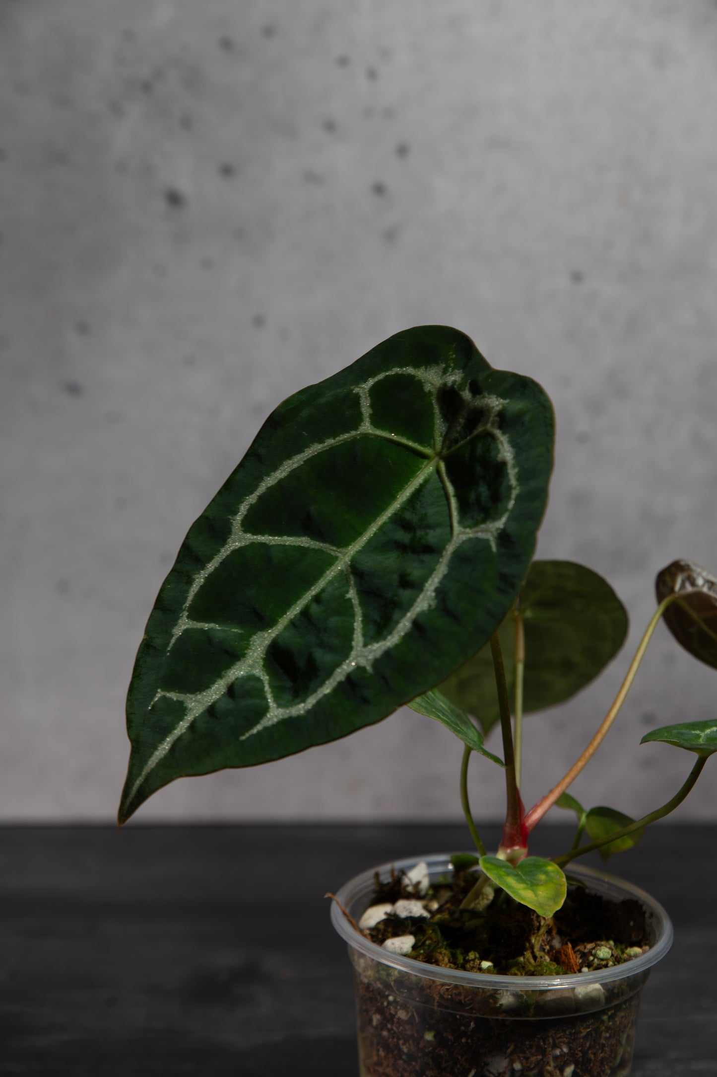 Growers Choice- Rare Anthurium Hybrid : (CM x ZM) x Forgetii Cross