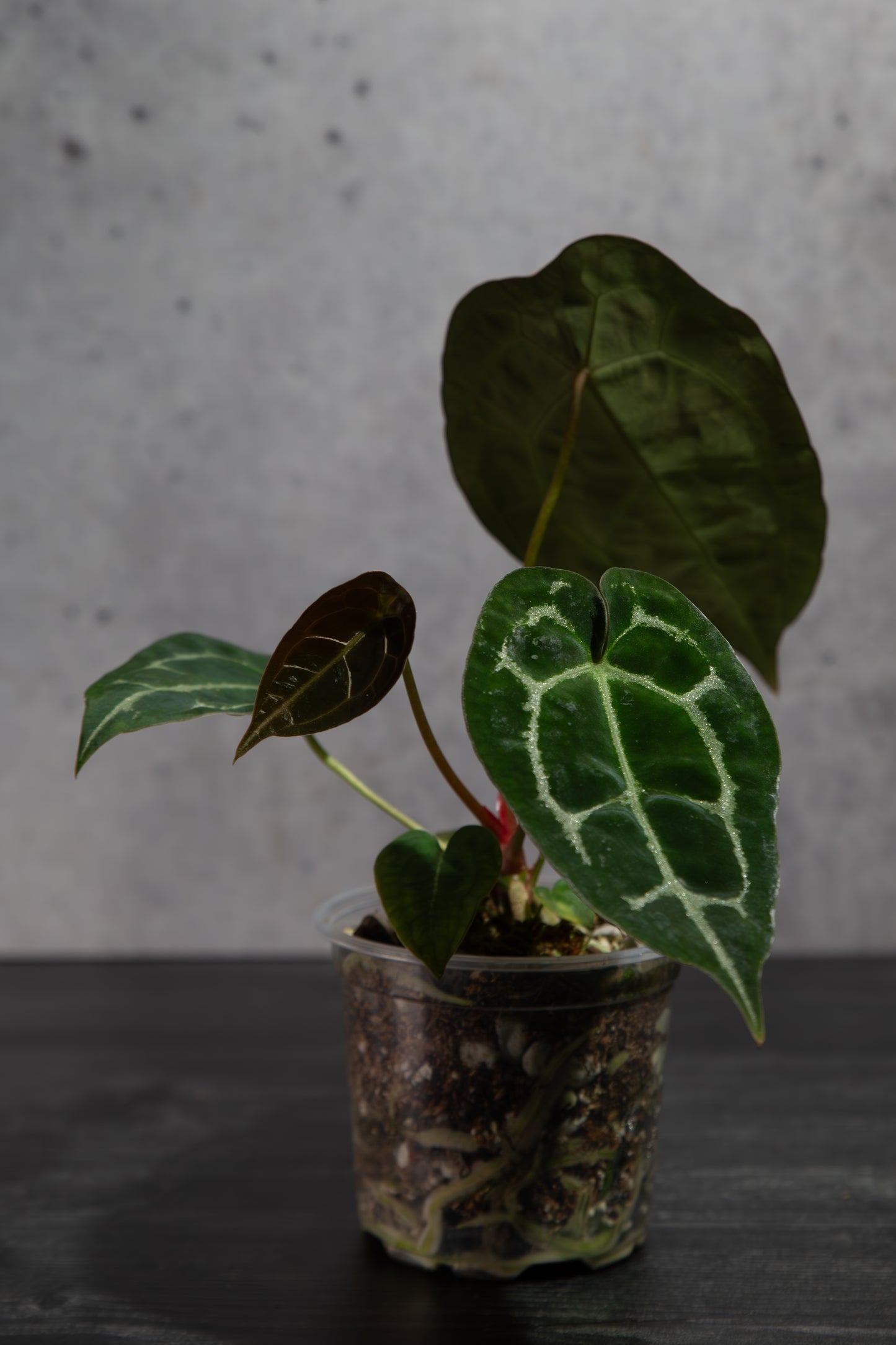 Rare Anthurium Hybrid : (CM x ZM) x Forgetii Cross