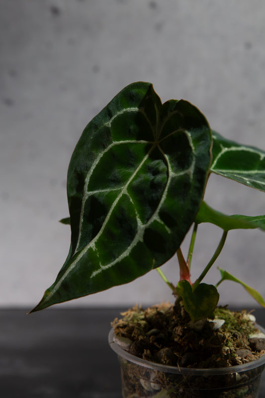 Rare Anthurium Hybrid : (CM x ZM) x Forgetii Cross