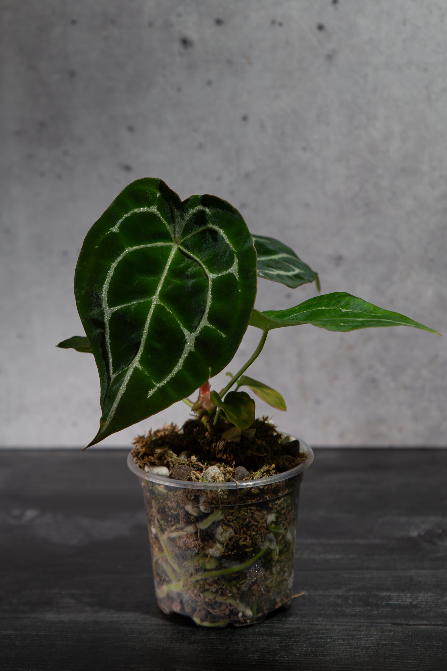 Growers Choice- Rare Anthurium Hybrid : (CM x ZM) x Forgetii Cross