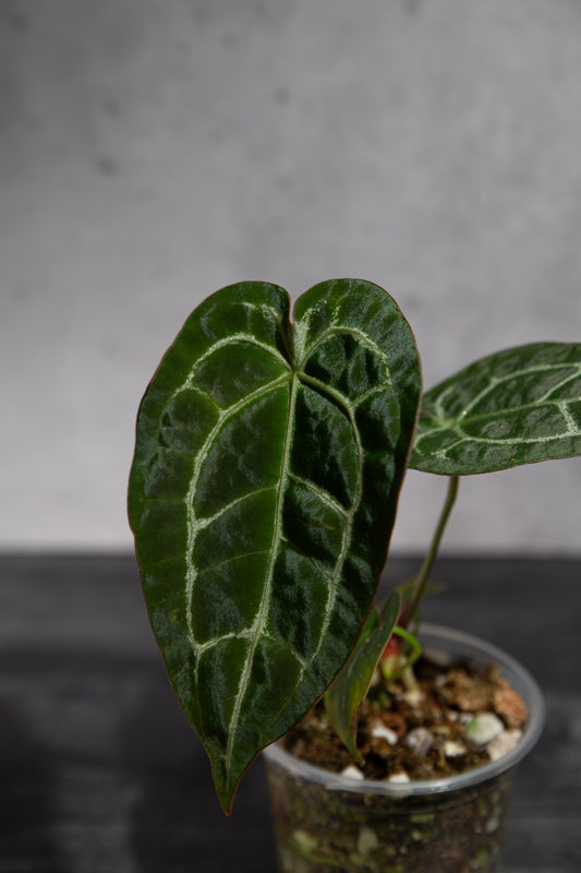 Rare Anthurium Hybrid : (CM x ZM) x Forgetii Cross