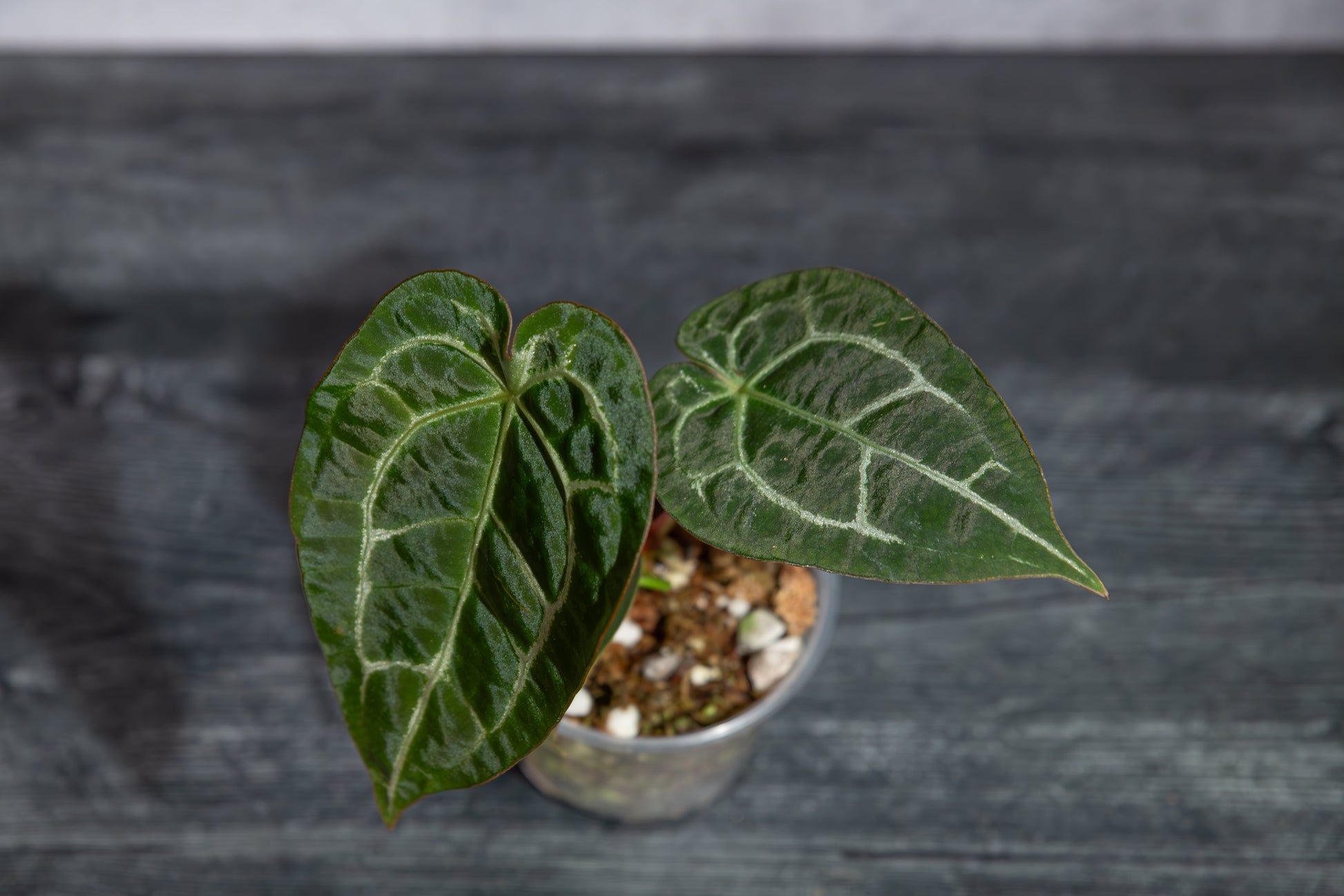 Anthurium Forgetii Hybrid seedling - (CM x ZM) x Forgetii. 