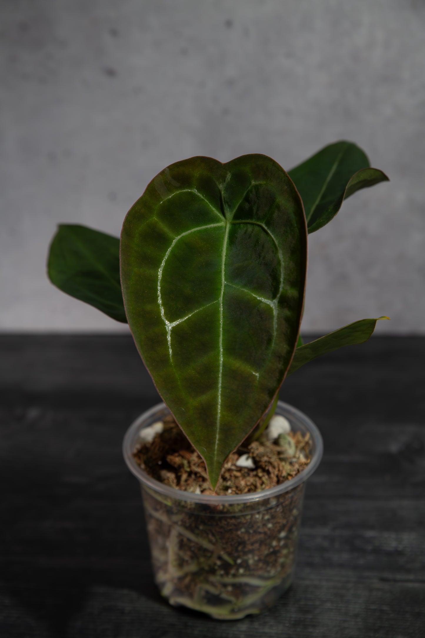 Growers Choice- Rare Anthurium Hybrid : (CM x ZM) x Forgetii Cross