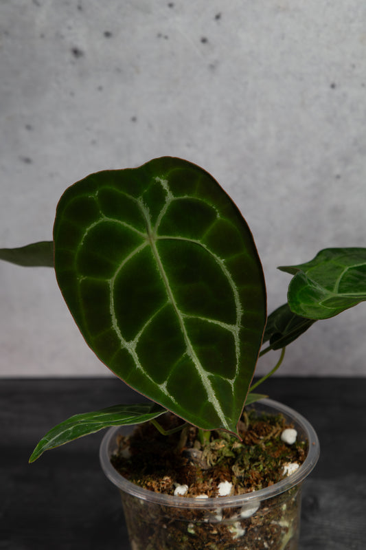 Rare Anthurium Hybrid : (CM x ZM) x Forgetii Cross