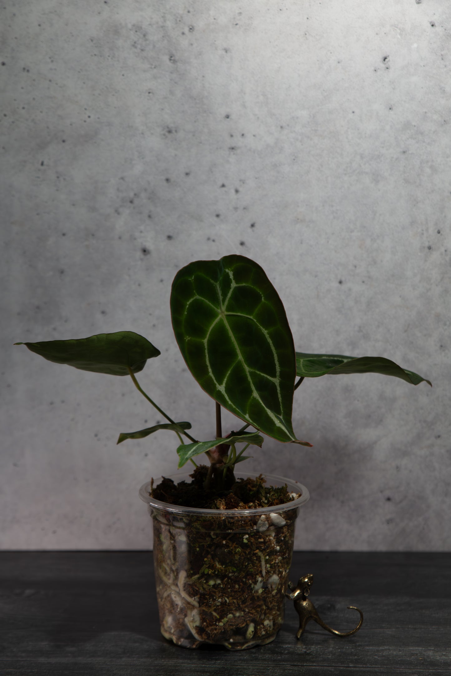 Growers Choice- Rare Anthurium Hybrid : (CM x ZM) x Forgetii Cross