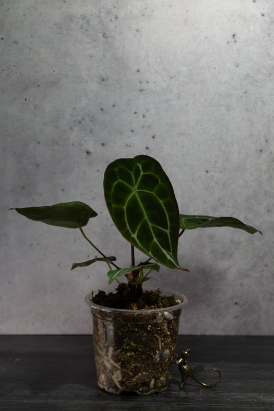 Growers Choice- Rare Anthurium Hybrid : (CM x ZM) x Forgetii Cross